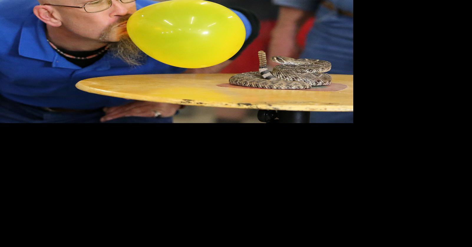 Wacoarea news briefs Oglesby Rattlesnake Roundup set for Saturday, Sunday