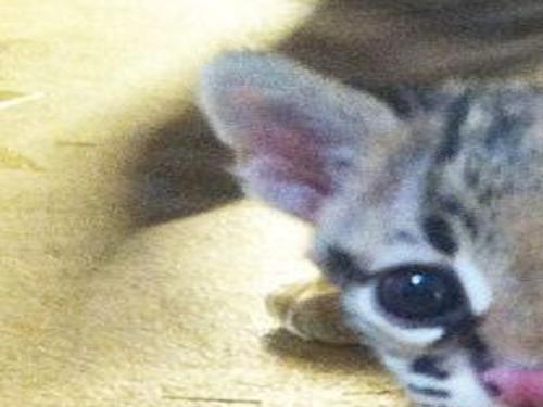 Zoo Welcomes Baby Ocelot Latest Headlines Wacotrib Com