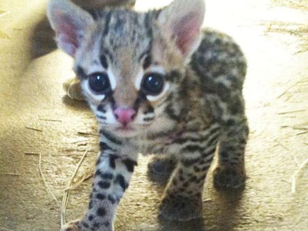 Zoo Welcomes Baby Ocelot Latest Headlines Wacotrib Com Zoo Welcomes Baby Ocelot Latest Headlines Wacotrib Com