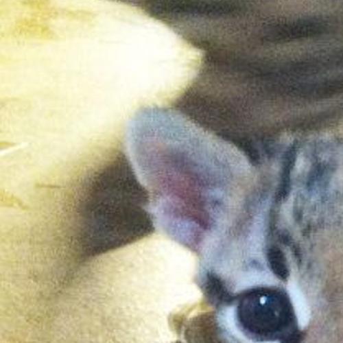 Zoo Welcomes Baby Ocelot Latest Headlines Wacotrib Com