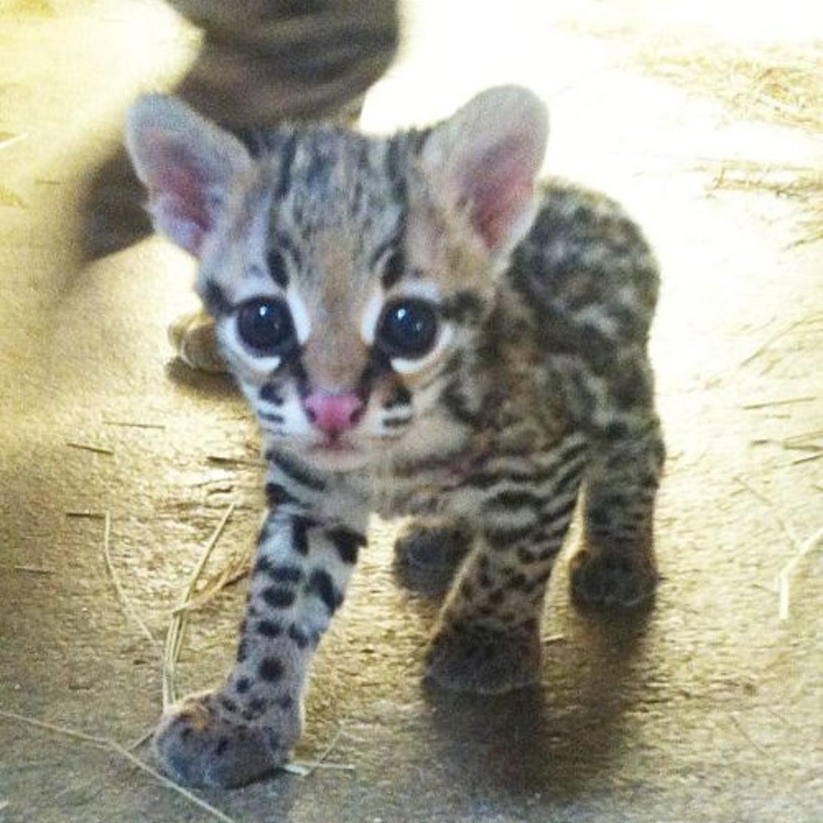 Zoo Welcomes Baby Ocelot Latest Headlines Wacotrib Com Zoo Welcomes Baby Ocelot Latest Headlines Wacotrib Com