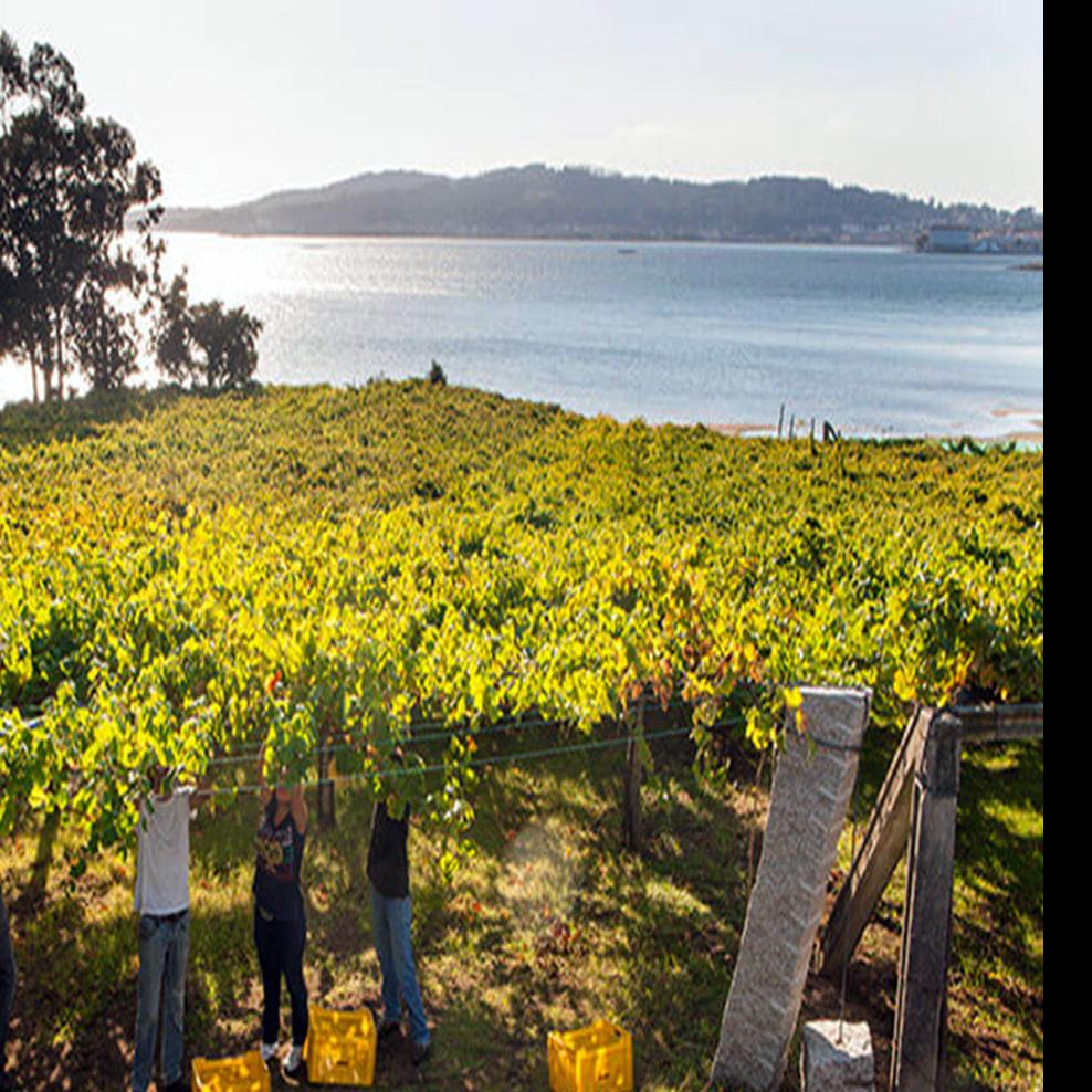 Grape Expectations Albarino Is Perfect Summer Seafood Wine Waco Today Wacotrib Com