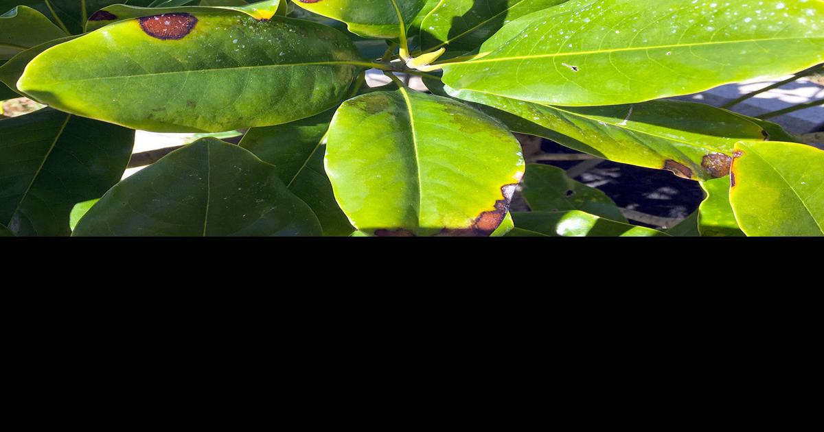 Magnolia tree's brown spots are normal