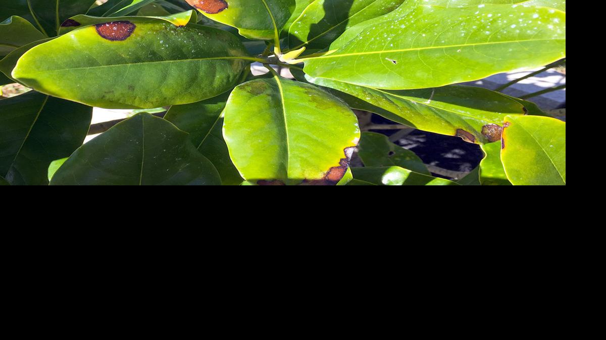 Magnolia tree's brown spots are normal Home & Garden