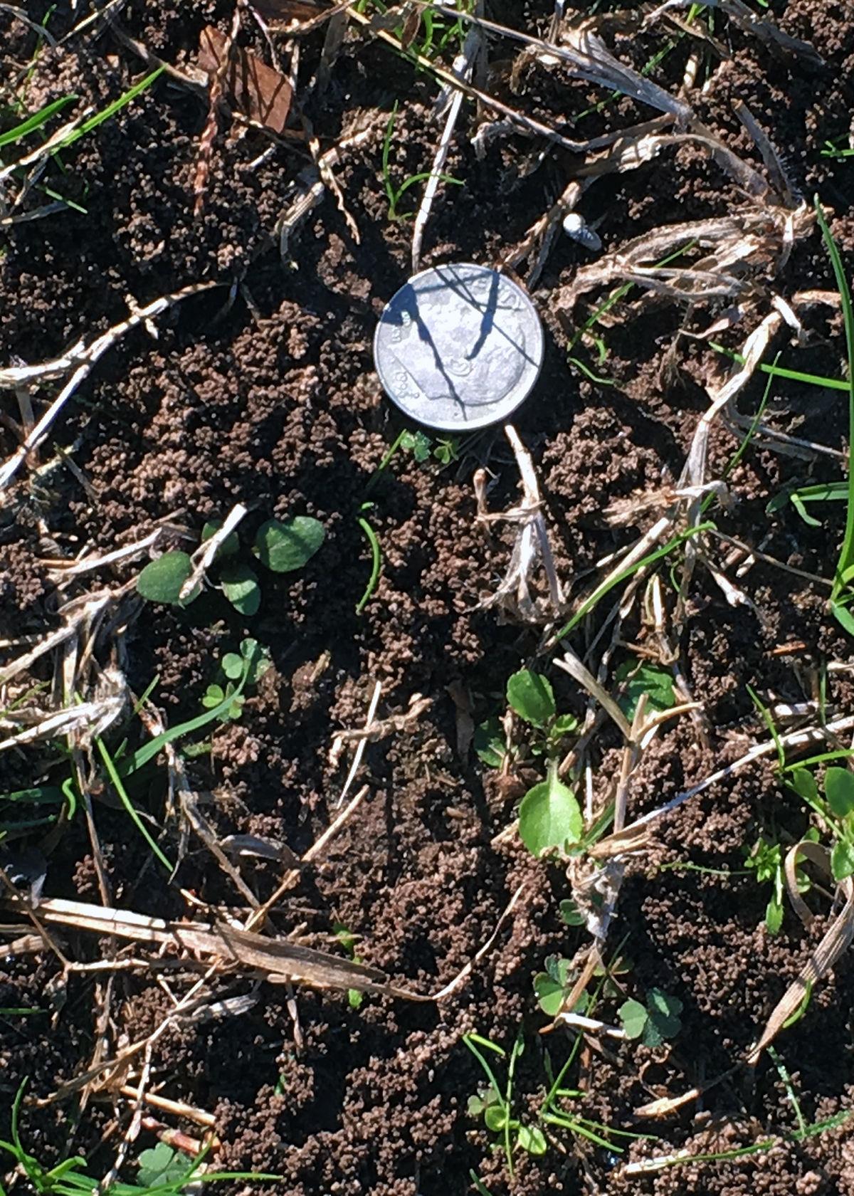 Sperry Earthworms Abound In Resident S Yard Latest Headlines Wacotrib Com
