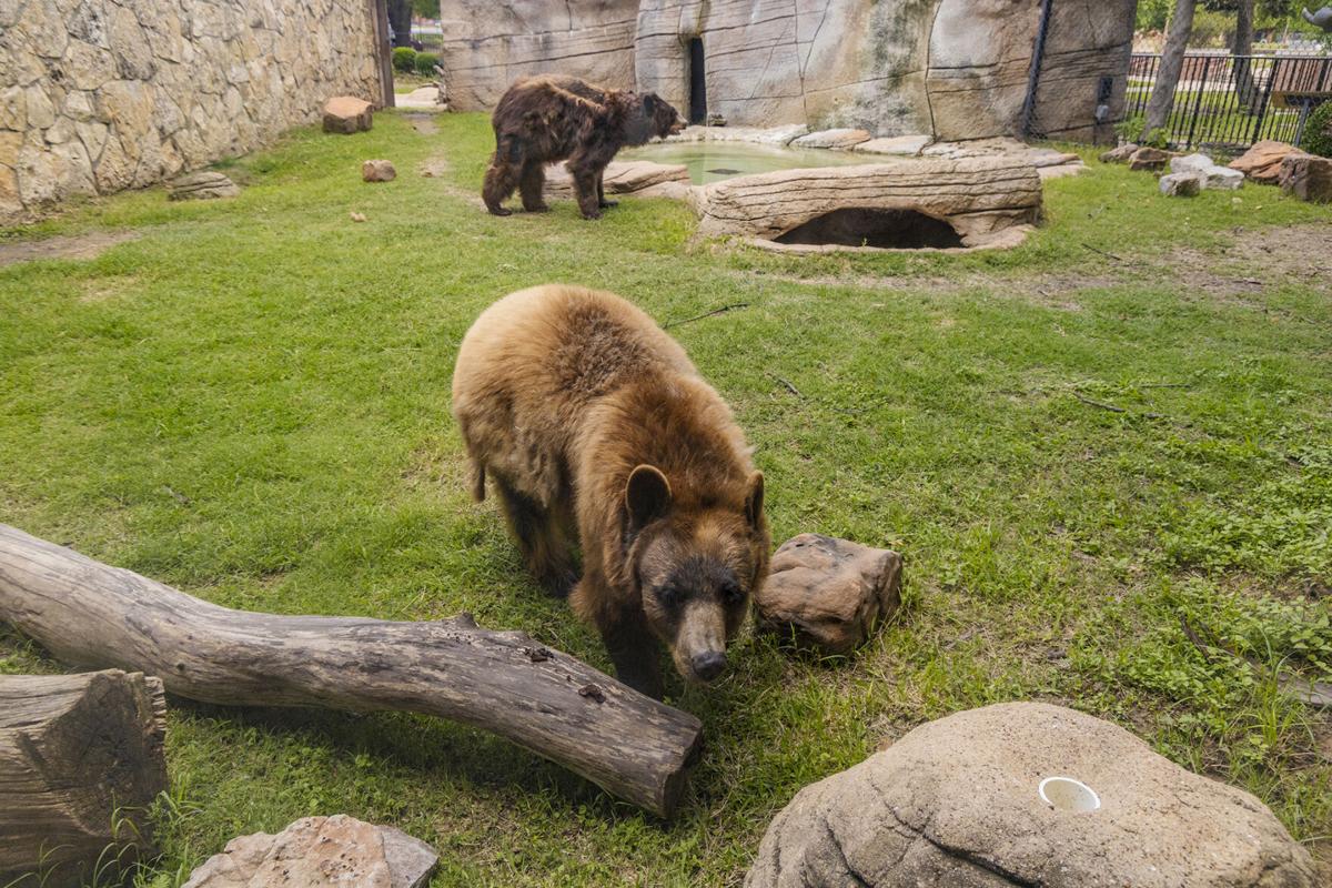 Bears Exhibit 🐻, Village Center, Linden Zoo 🌳 Part 7