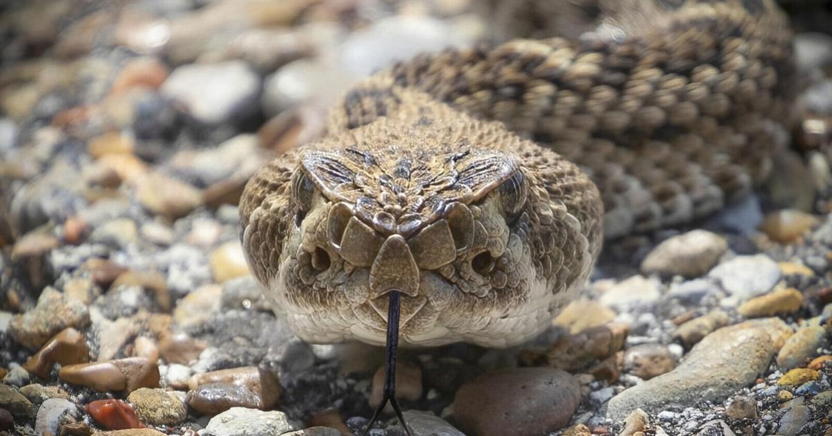Two Step Rattlesnake Rattlesnake Striking At Camera