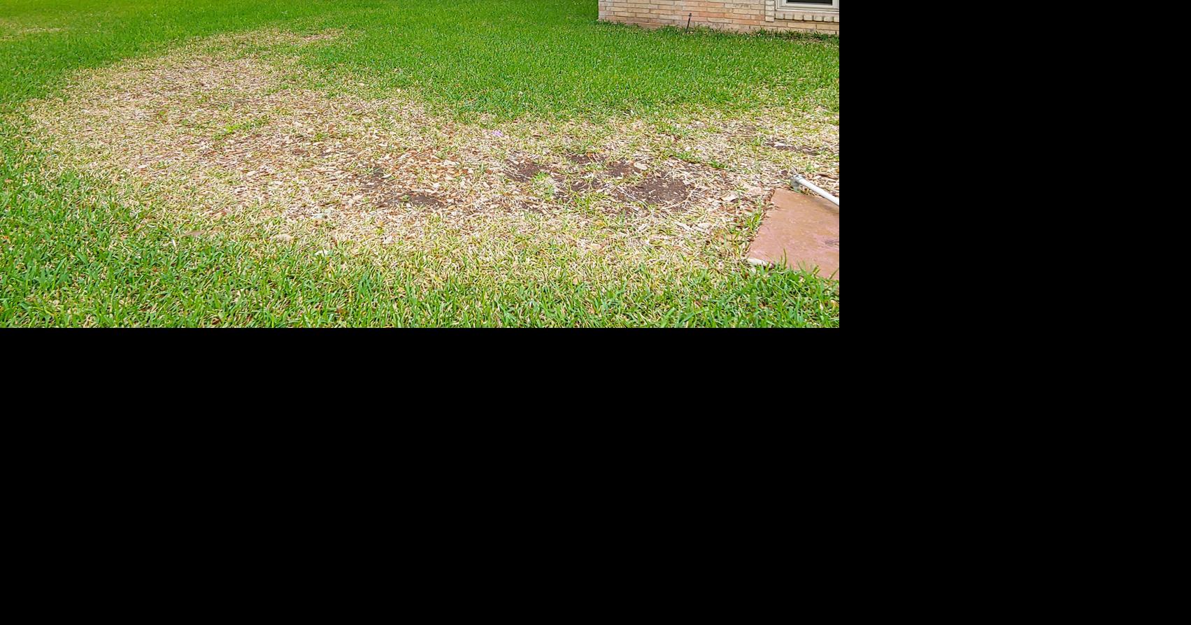 Neil Sperry: Take all root rot likely cause for St. Augustine's woes