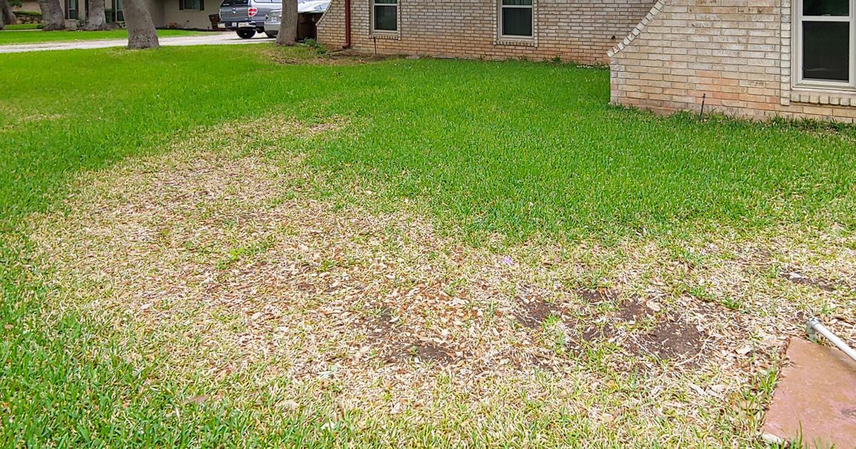 Neil Sperry: Take all root rot likely cause for St. Augustine's woes