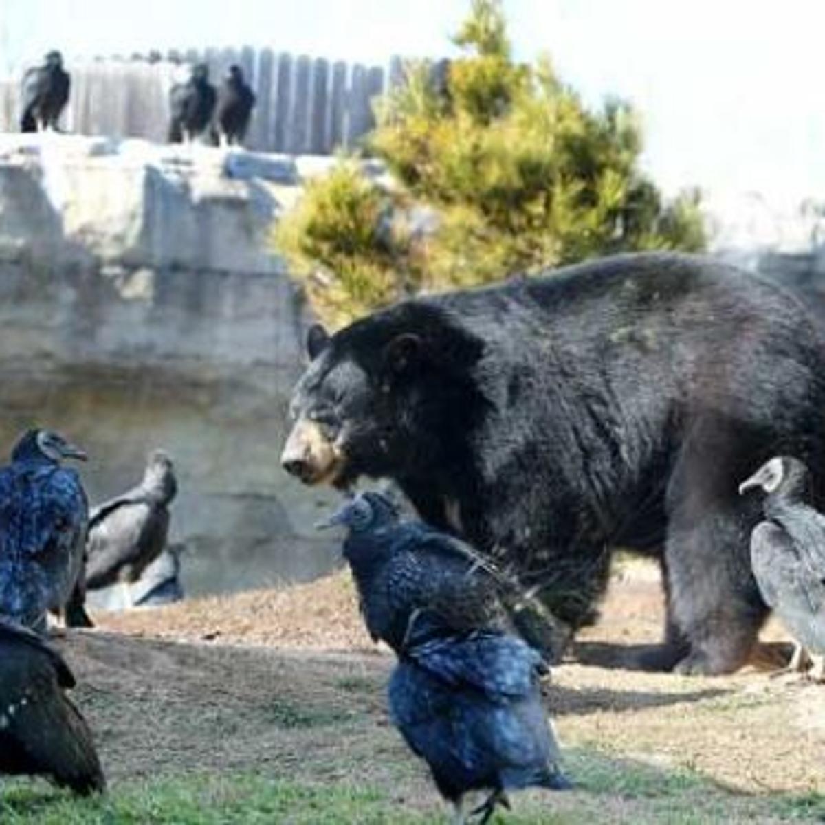 Black Vultures Becoming Nuisance At Waco Zoo Latest Headlines Wacotrib Com