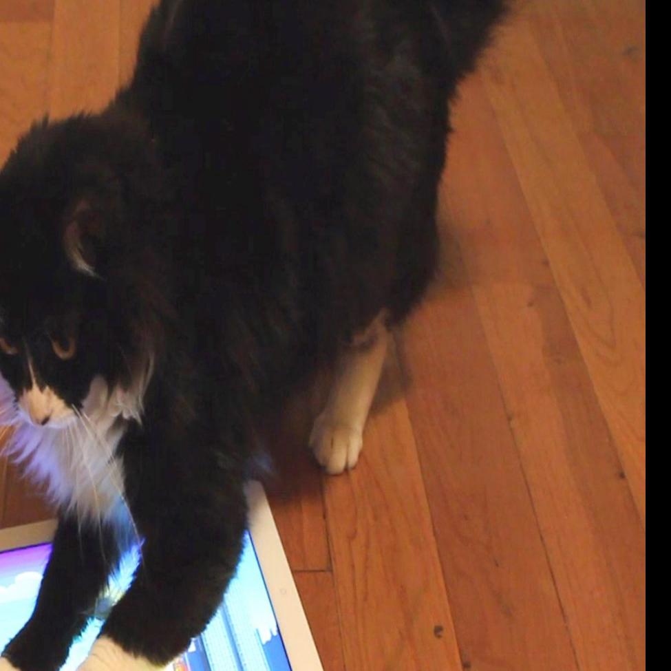 Ipad Apps Are The Cat S Meow Waco Today Wacotrib Com