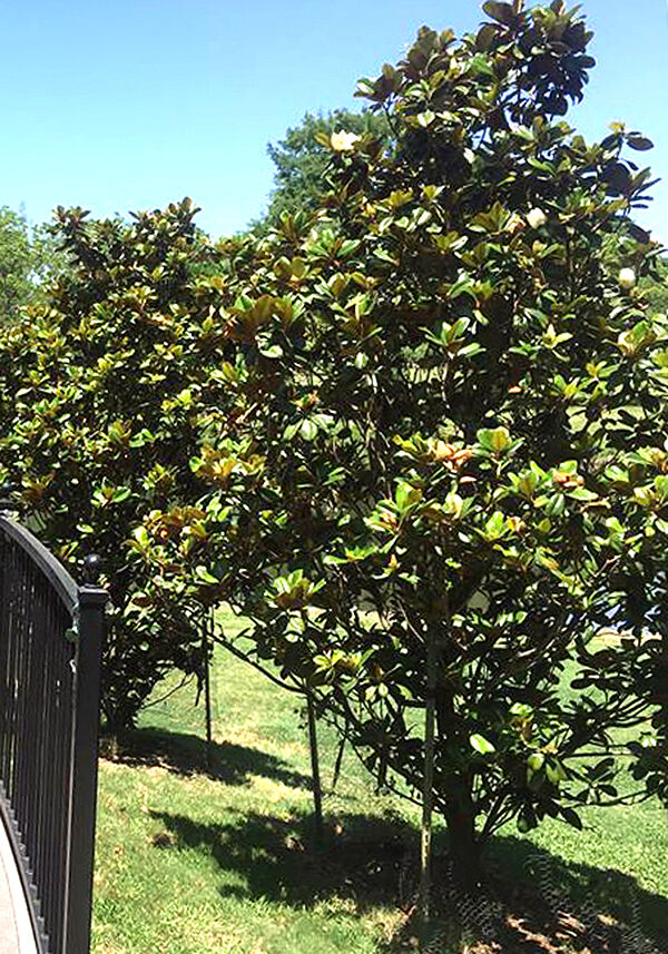 Neil Sperry: Give Southern magnolias time to bloom