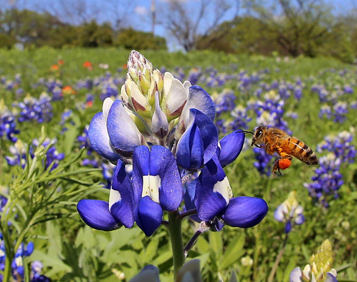 Ideal Weather Means Banner Year For Bluebonnets Other Texas