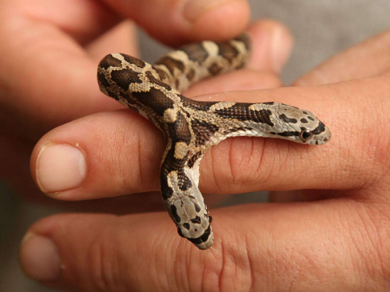 Two Headed Snake Slithers Into Cameron Park Zoo Local News Wacotrib Com Two Headed Snake Slithers Into Cameron Park Zoo Local News Wacotrib Com