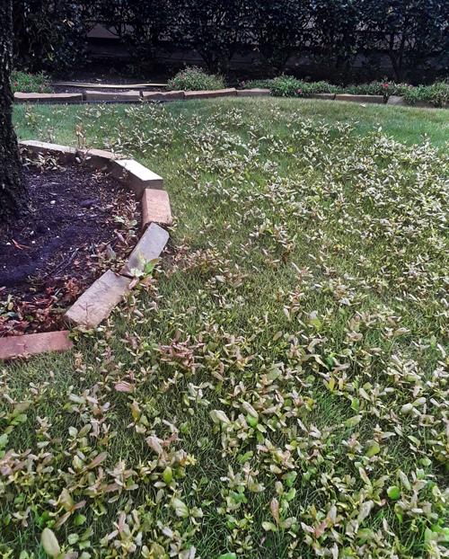 Neil Sperry Sprouts Filling Lawn Around Live Oak Trees Local News Wacotrib Com