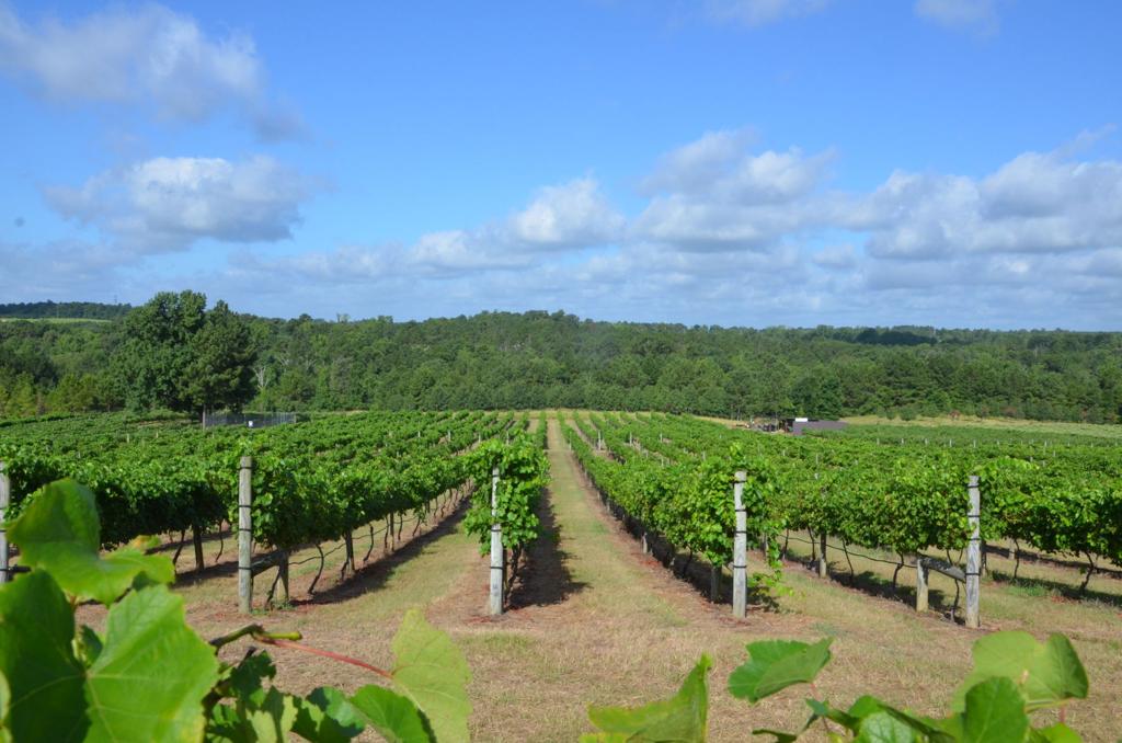Texas Vineyards Poised For Banner Year Wacotrib Com