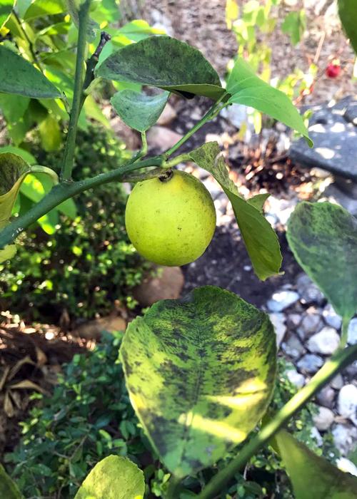 Sooty mold on lemon