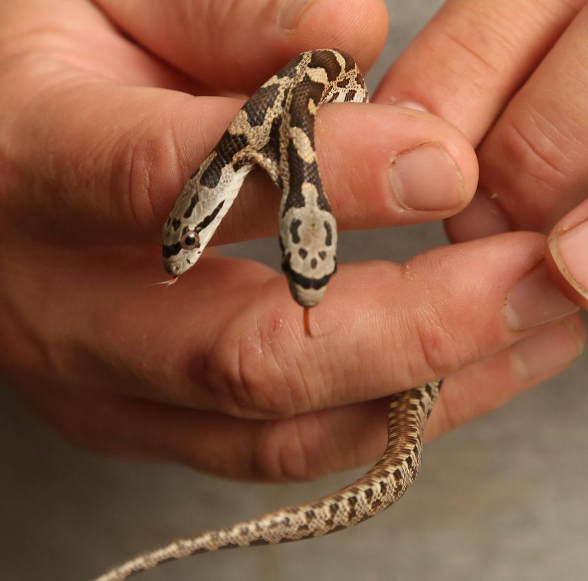 Two Headed Snake Slithers Into Cameron Park Zoo Local News