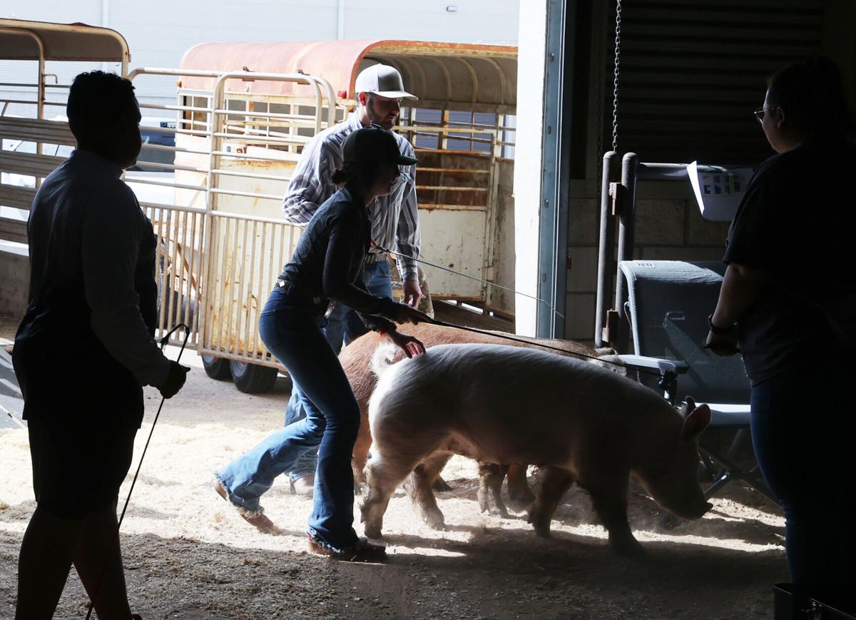 Livestock show underway at Extraco Events Center