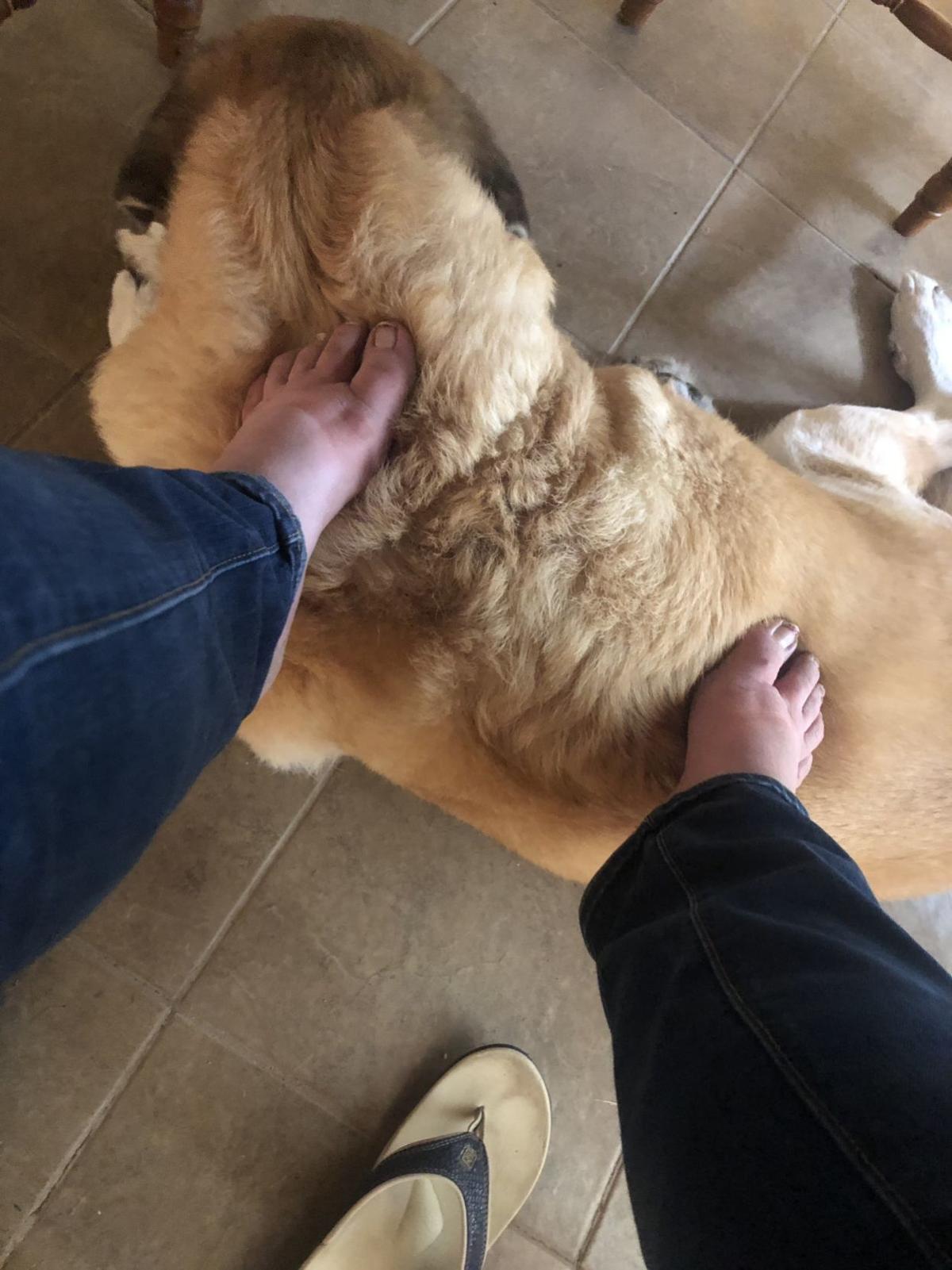 Pandemic Pals Waco S Working From Home With Pets News Wacotrib Com