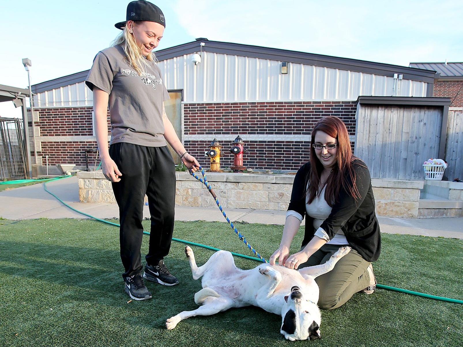 Hewitt Animal Shelter To Close After Donors Face Financial Trouble Local News Wacotrib Com