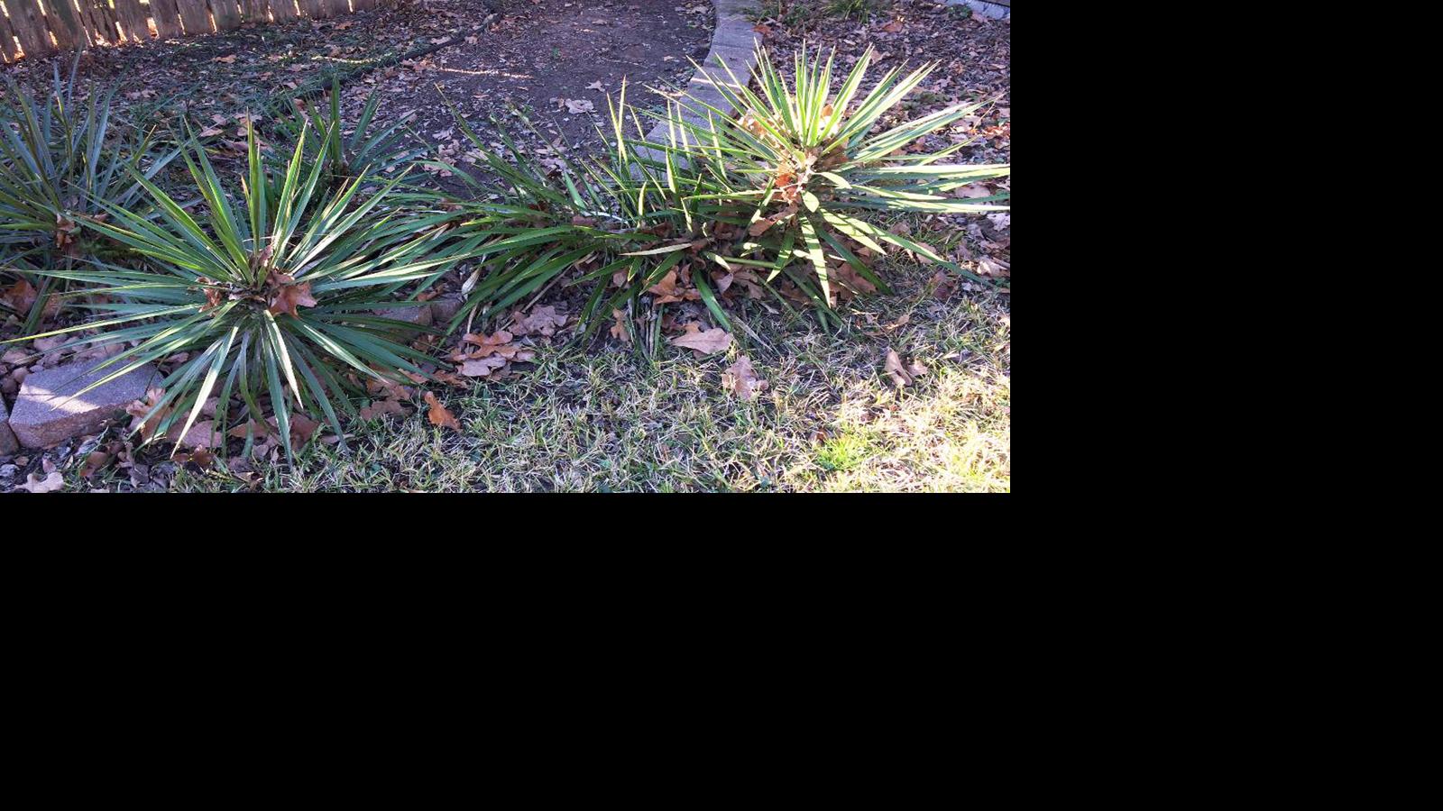 Sperry: Use oil spray on fruit trees while dormant | Local ...