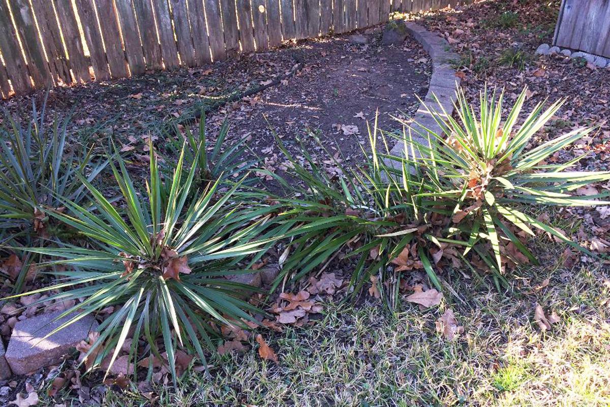 Sperry Use Oil Spray On Fruit Trees While Dormant Local News Wacotrib Com