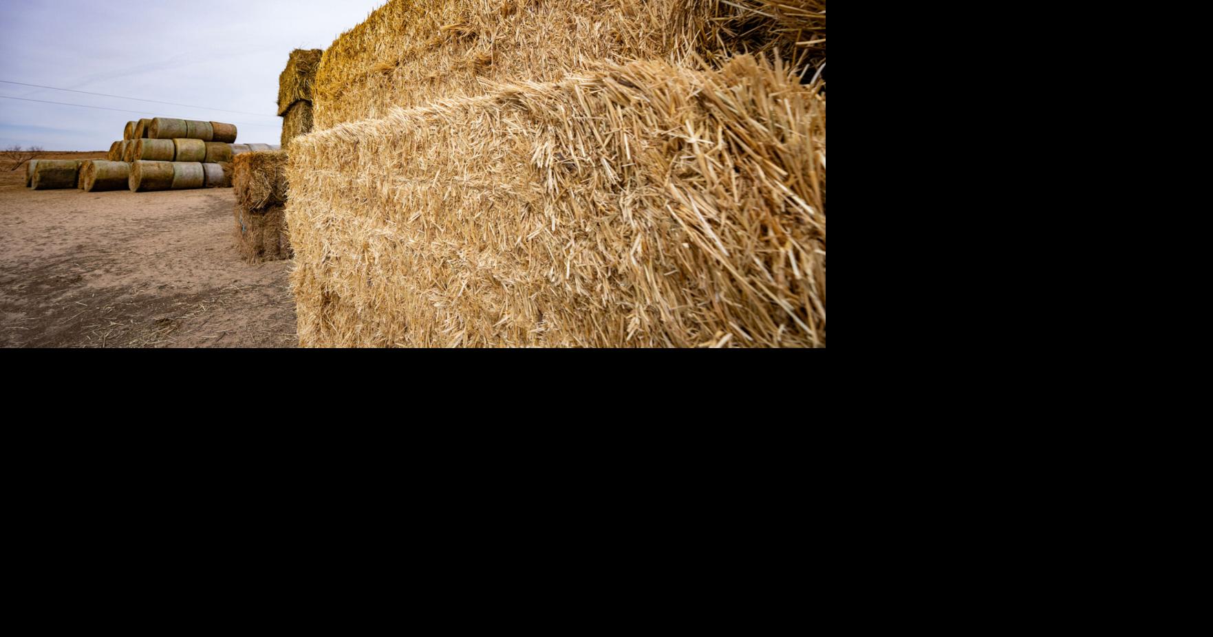 McLennan County Hay Show starts accepting samples