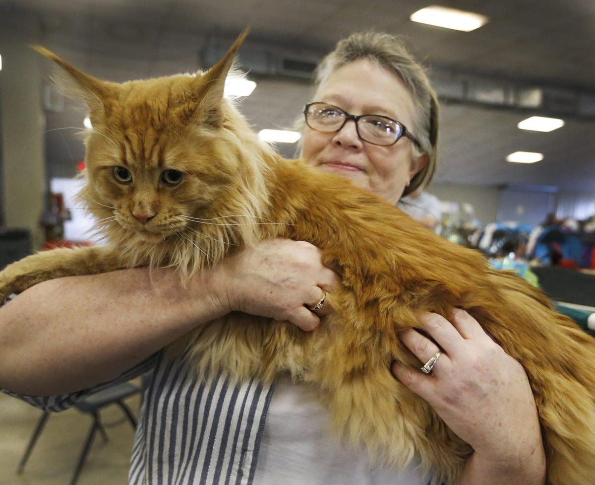World Class Cats On Display In Regional Show Latest News