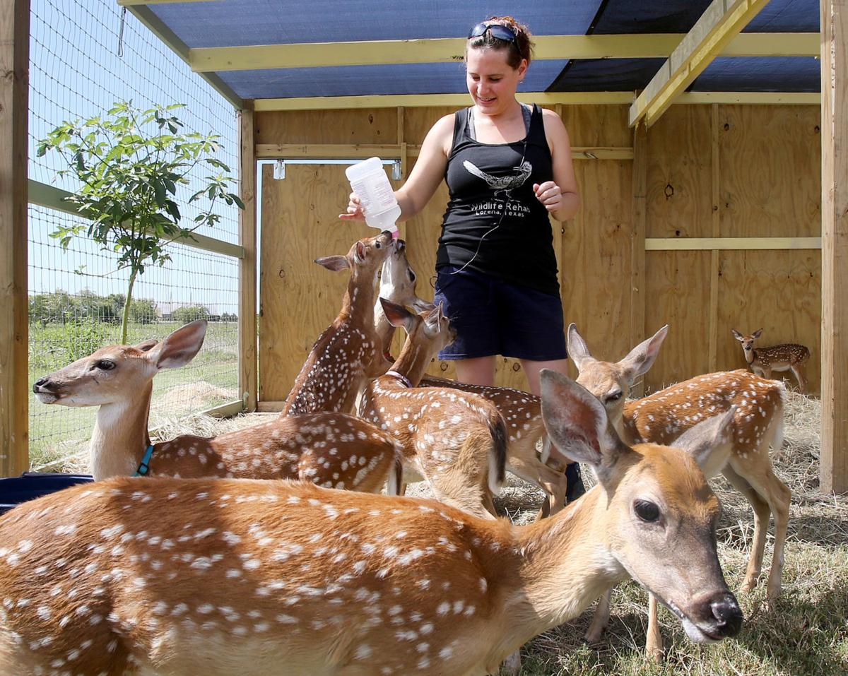 Lorena facility aims to rehabilitate wildlife Local News wacotrib.com