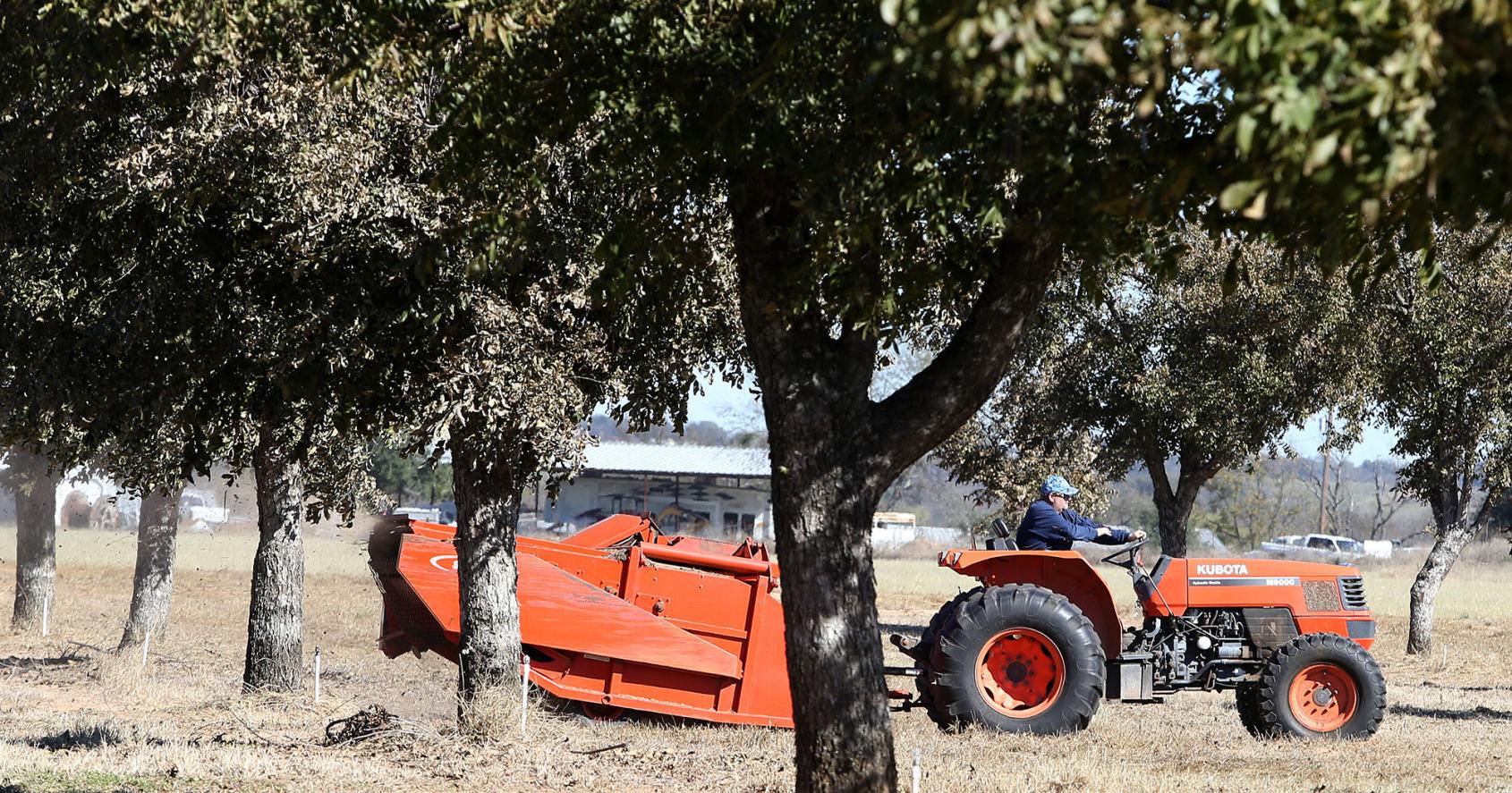 Farm briefs: Pecan Field Day set for April 11 at Russell's Pecan Orchard - Vimarsana News