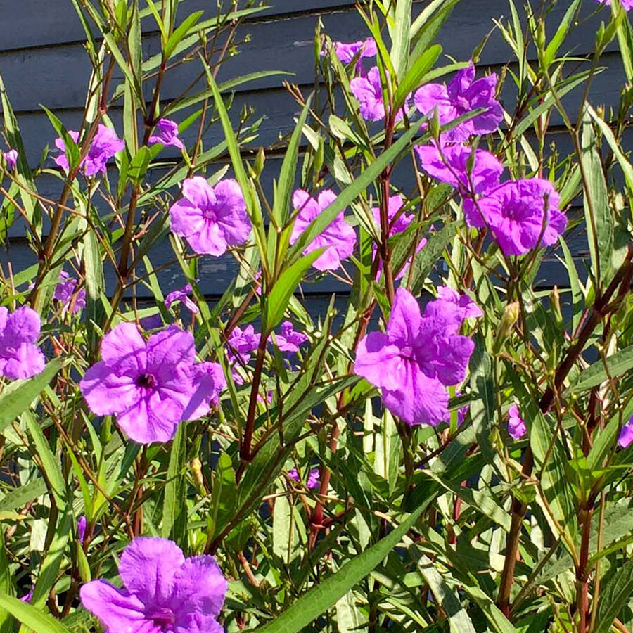 Neil Sperry: Mexican petunia colorful but invasive