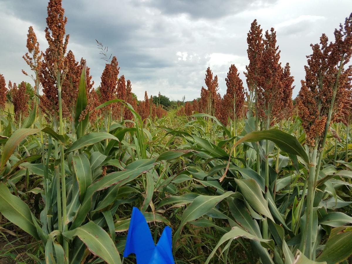Sorghum Corn Production Varied Based On Regional Moisture Levels