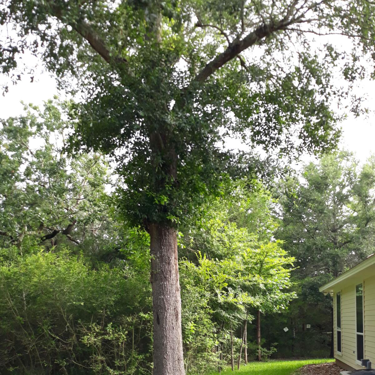 Neil Sperry Freeze damage from February comes in all shapes and sizes