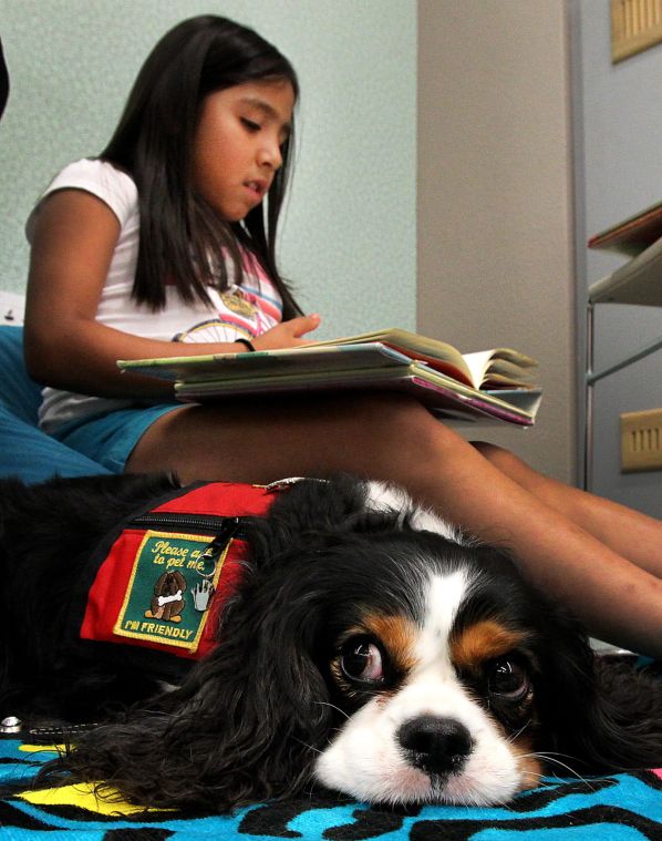 angel pawz cavaliers