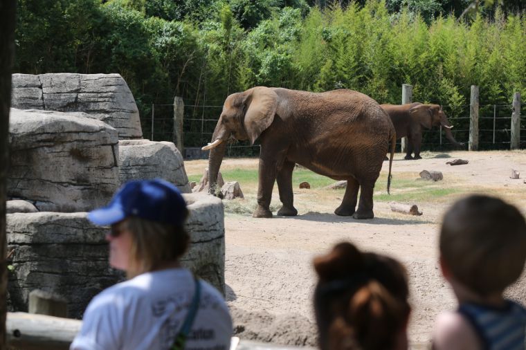 Cameron Park Zoo to slash admission for 20-year anniversary | City Of ...