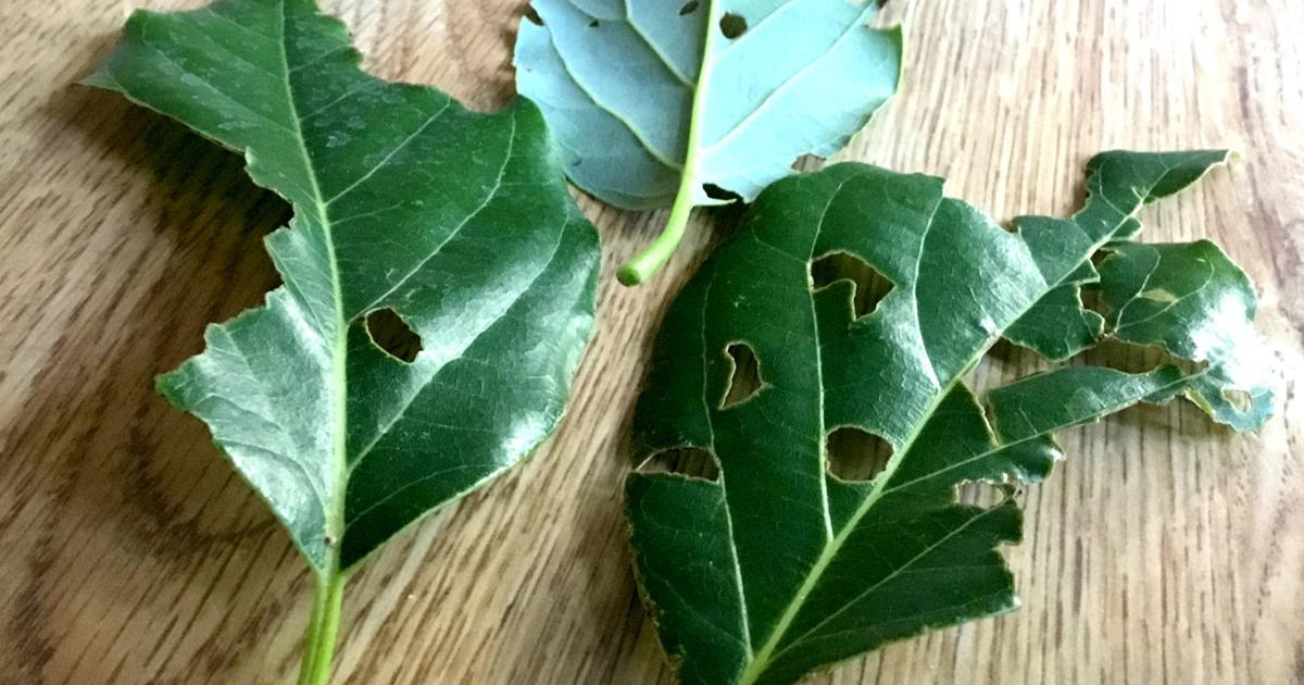 Neil Sperry: Insect chewing up leaves on avocado plant