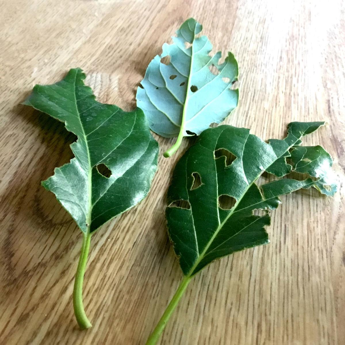 Neil Sperry Insect Chewing Up Leaves On Avocado Plant Local News Wacotrib Com