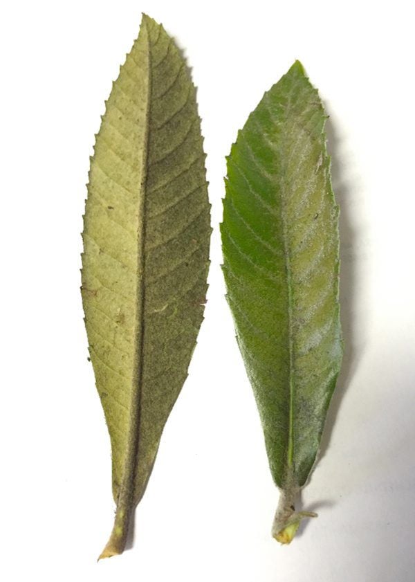 Lace bugs can harm look of loquat leaves | | wacotrib.com