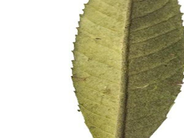 Lace Bugs Can Harm Look Of Loquat Leaves Wacotrib Com