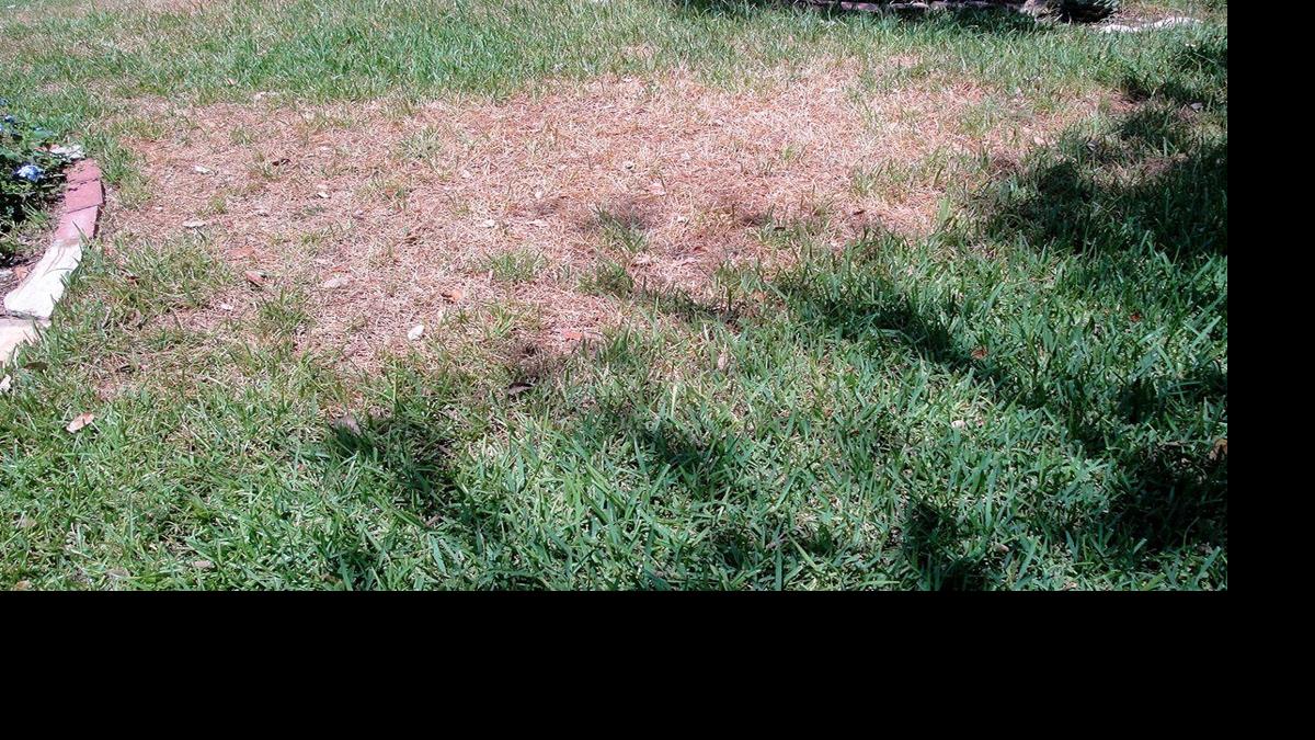 Chinch Bugs Are Accused Of Creating Dead Spots On Lawn Wacotrib Com