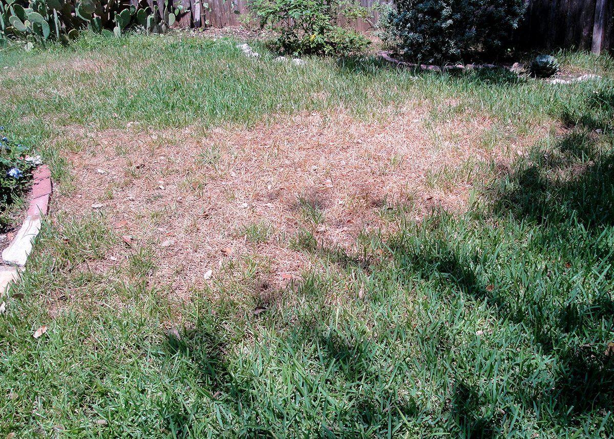 Chinch Bugs Are Accused Of Creating Dead Spots On Lawn Wacotrib Com Chinch Bugs Are Accused Of Creating Dead Spots On Lawn Wacotrib Com