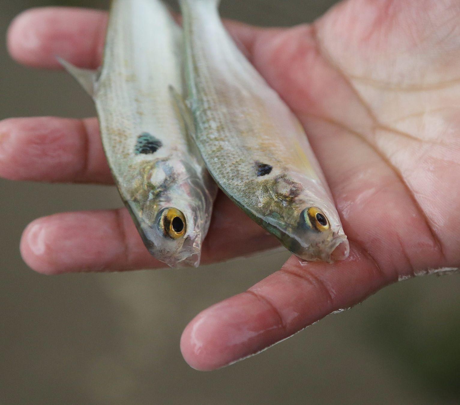 Study: Brazos River trash common in bellies of fish, especially near
