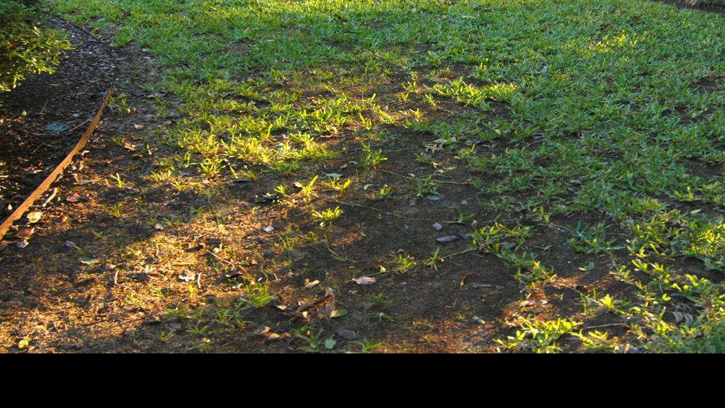 Sperry Homeowner Laments Look Of Grass In Late Summer Latest Headlines Wacotrib Com