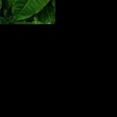 Waco-area news briefs: Plant Exchange and Container Gardening Talk set for Saturday - Vimarsana News