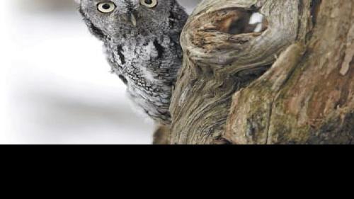 Create Backyard Habitat With Homemade Owl Box Entertainment Wacotrib Com