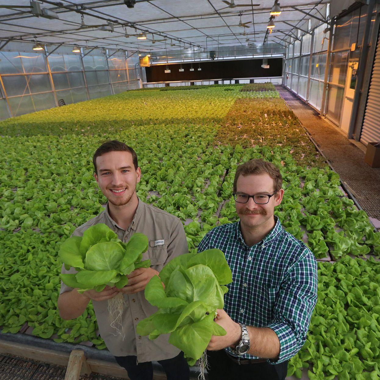 Waco Hydroponic Startup Finds Statewide Success In Lettuce