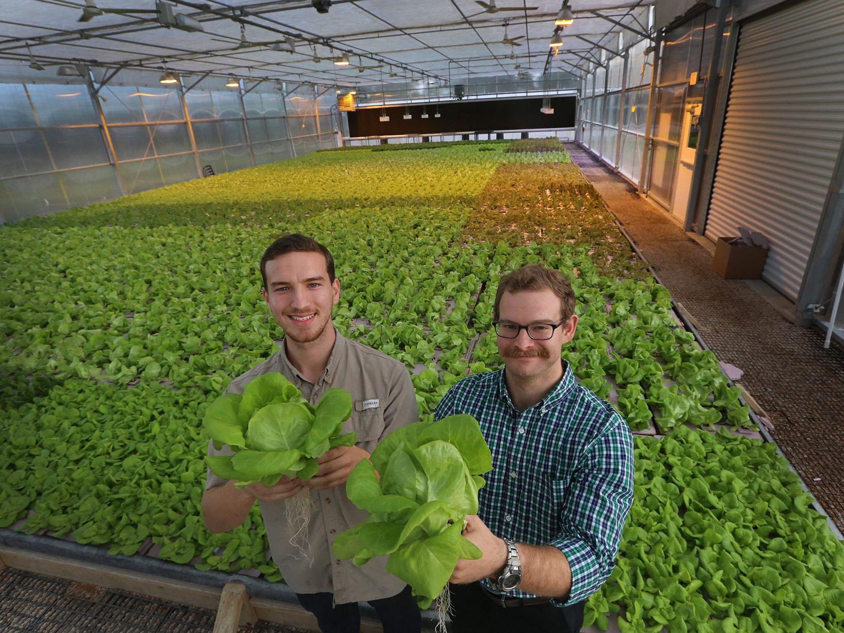 Waco Hydroponic Startup Finds Statewide Success In Lettuce