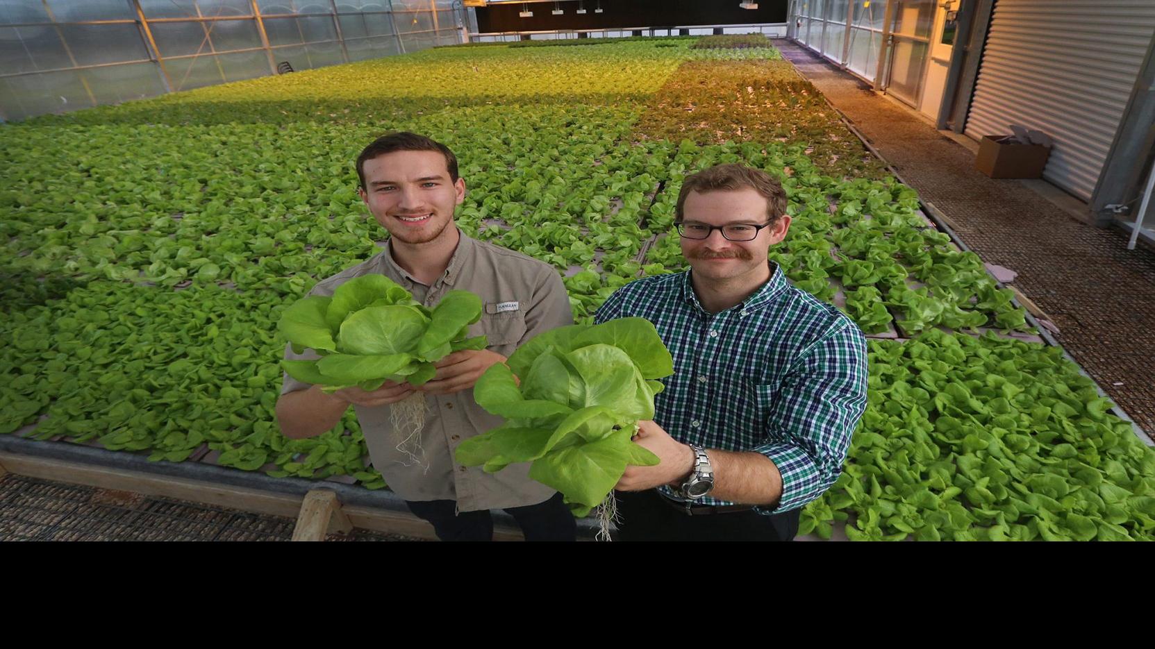 Waco Hydroponic Startup Finds Statewide Success In Lettuce