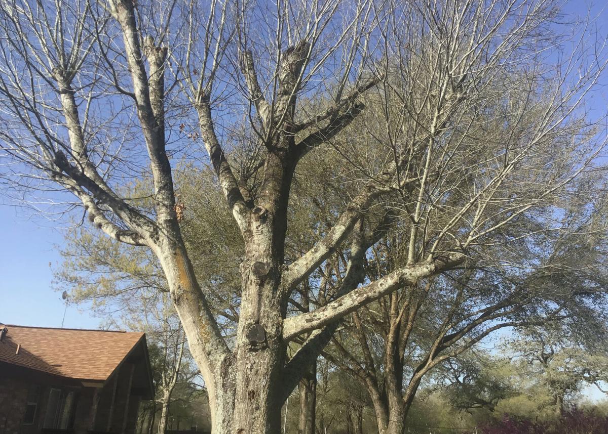 Red oak damage